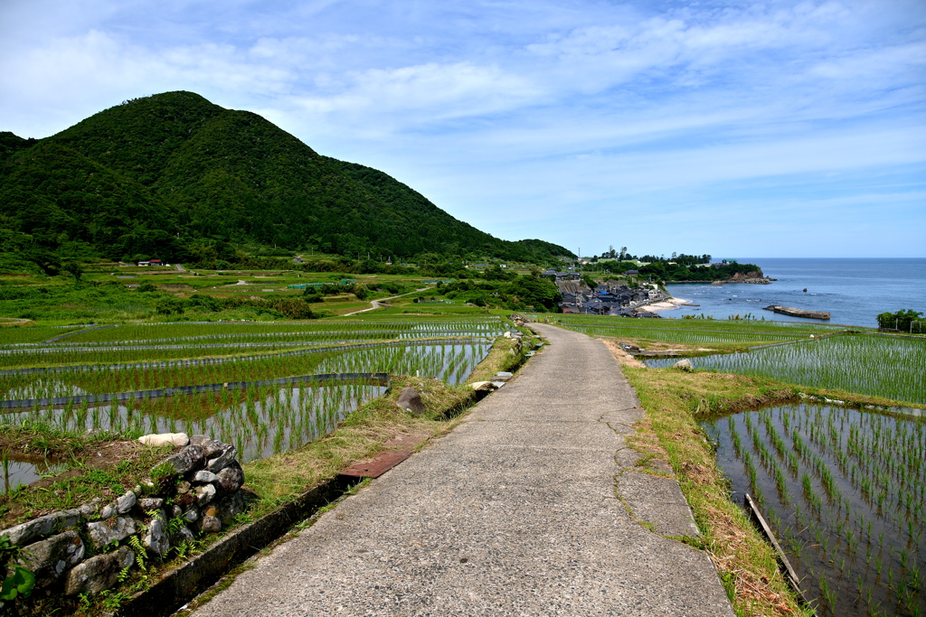 棚田へ続く道