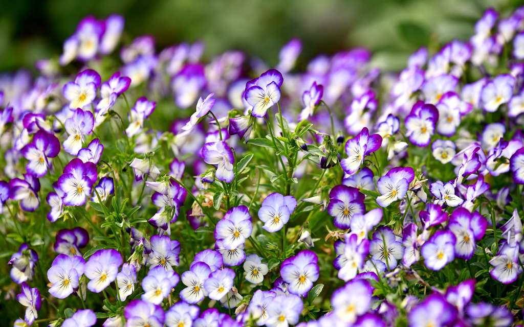 Many pansies