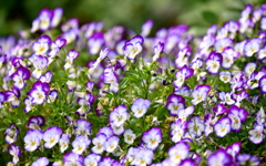 Many pansies
