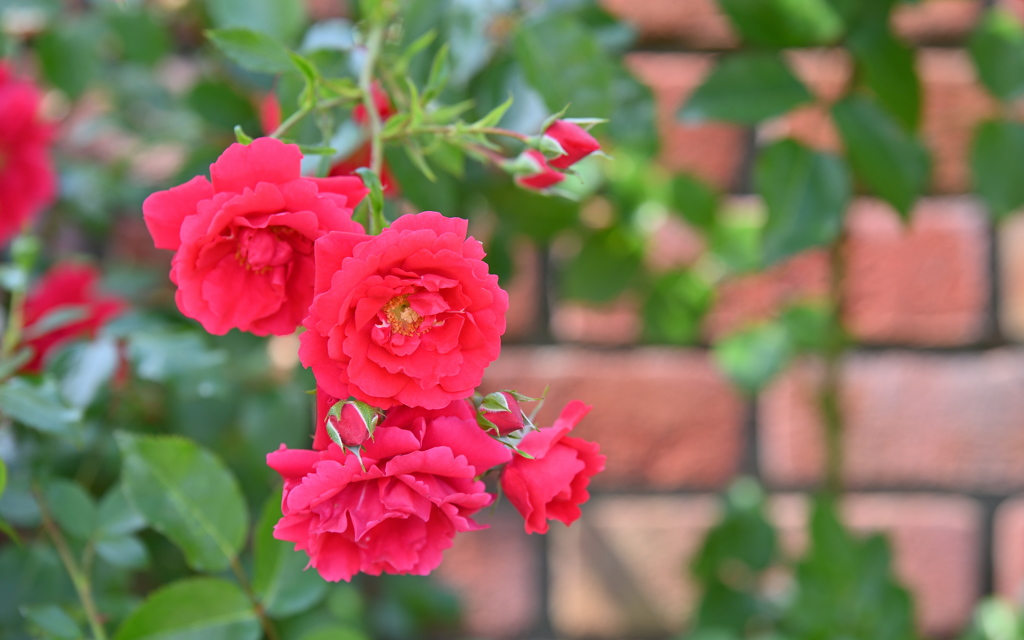 薔薇とレンガ壁