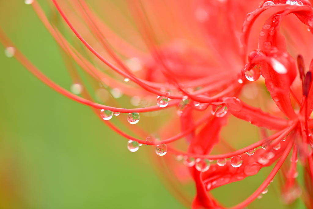 Drop of eyelashes.