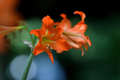 Hippeastrum petiolatum