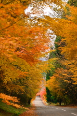 Tunnel of colored leaves.