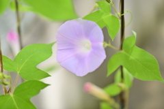 morning glory