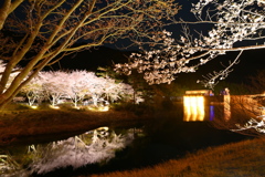 ダム湖と桜