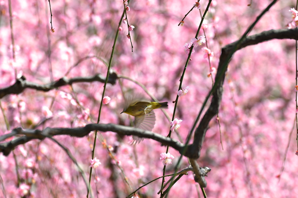 花から花へ