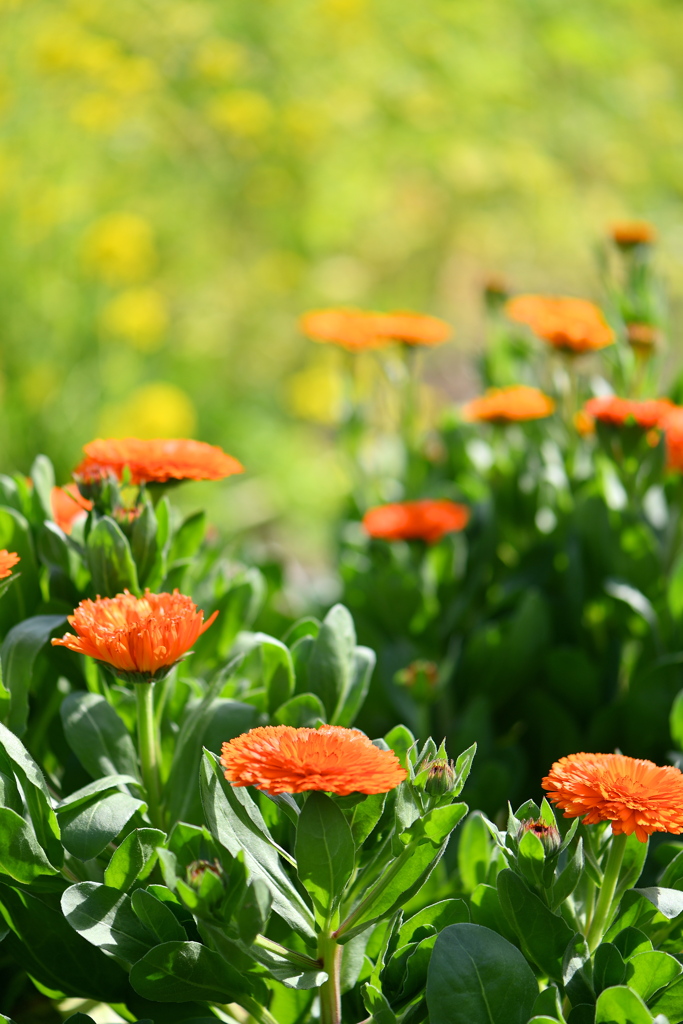 菜の花を背景に