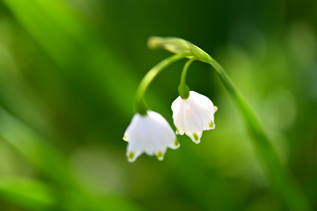 Summer snowflake.