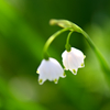 Summer snowflake.