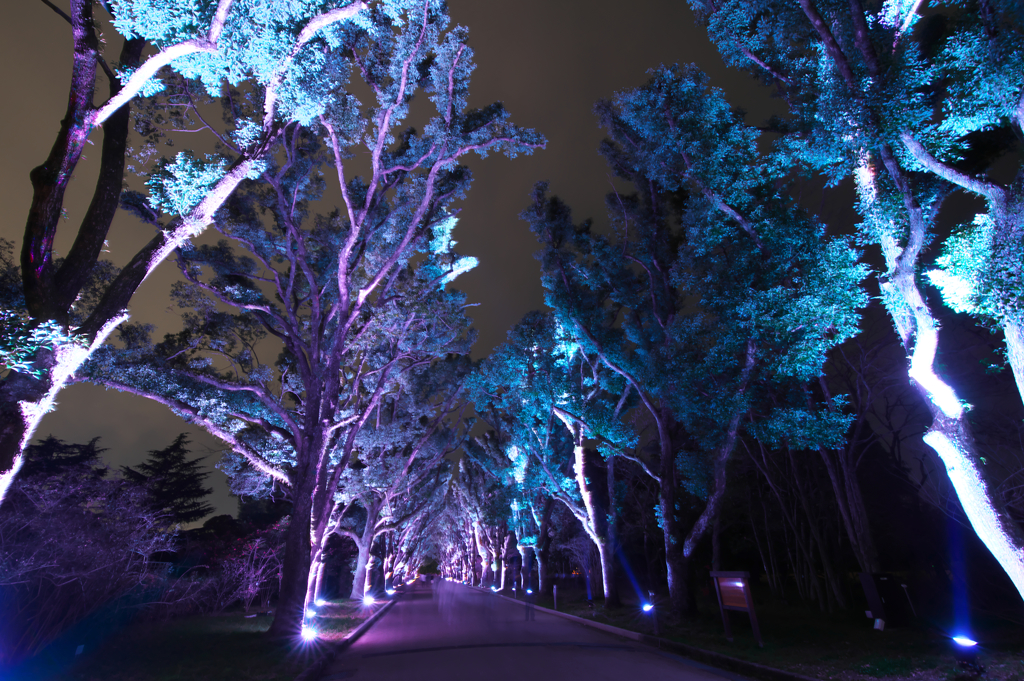 Purple trees
