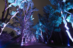 Purple trees