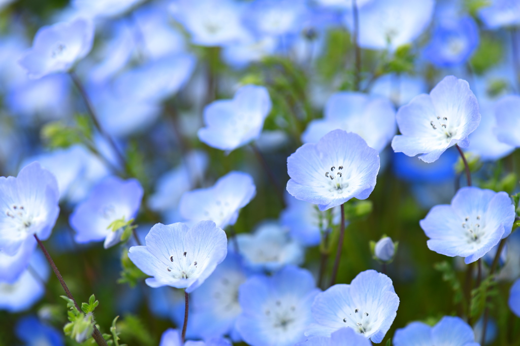 Nemophila.