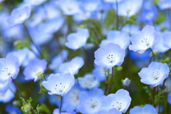 Nemophila.