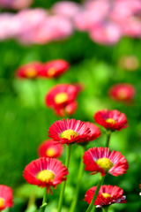 Daisy Red＆Pink
