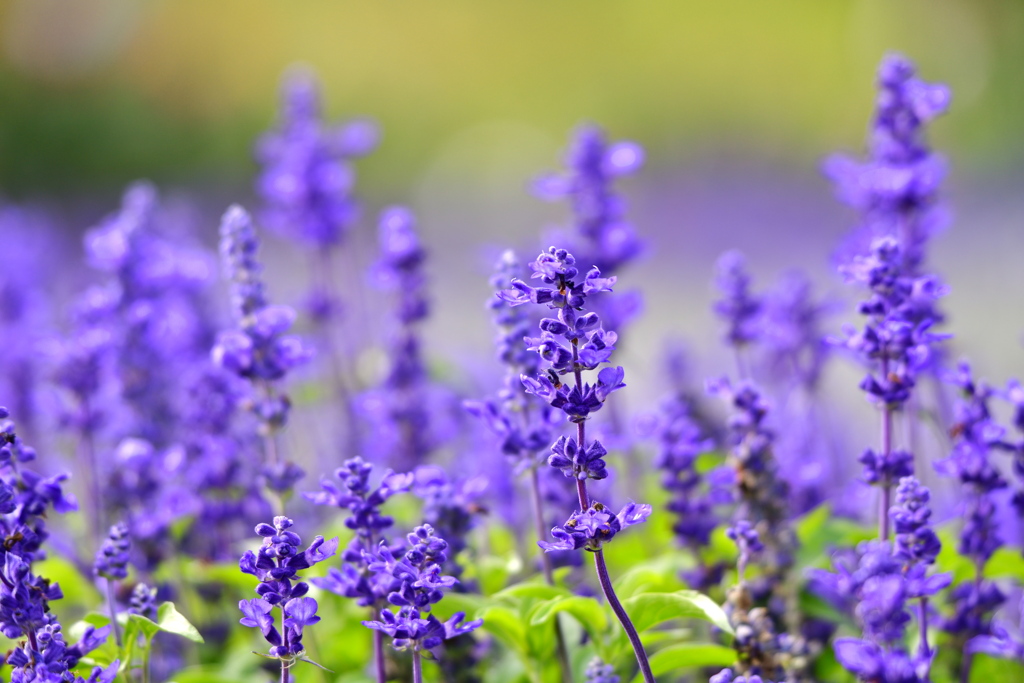 Salvia farinacea