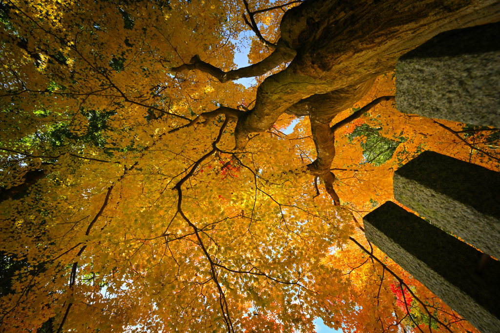 隅の紅葉