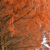並木の紅葉