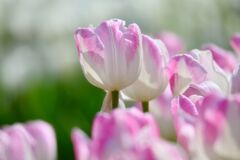 Soft pink