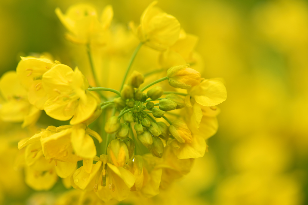 Yellow fireworks