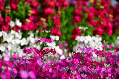 Spring color