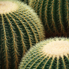 Cactus Thorn