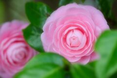 乙女の恥じらい