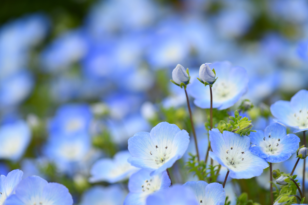Nemophila