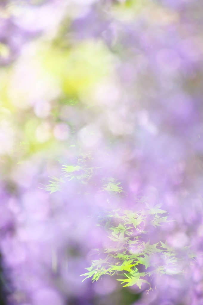 Purple day