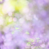 Purple day