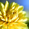Yellow blue