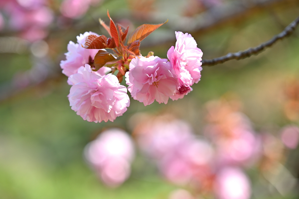 八重