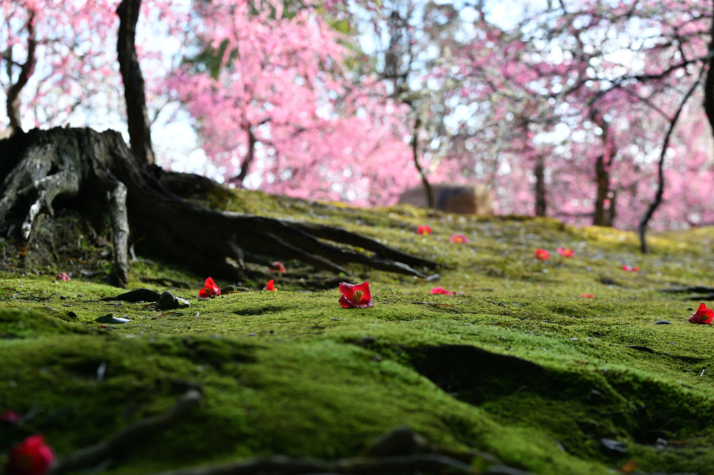 泡沫の紅