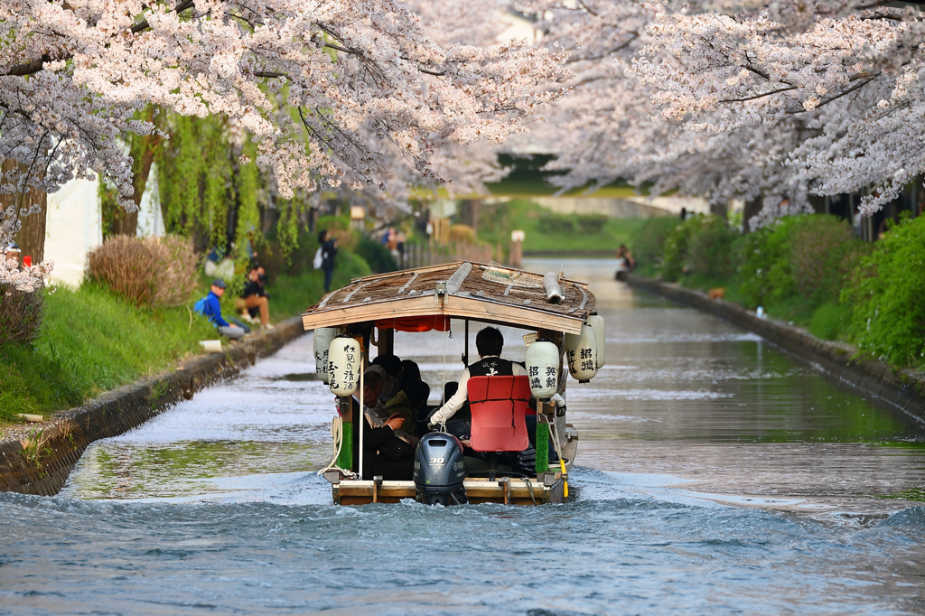 桜見上げて