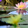 Nymphaea 'Kymberlyn'