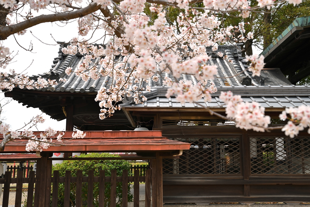 神社の桜