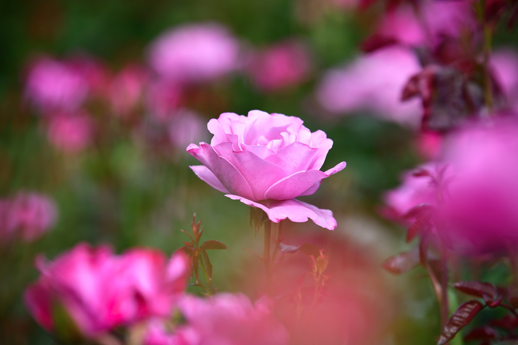 Center pink