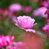 Center pink