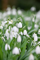 Snowdrop