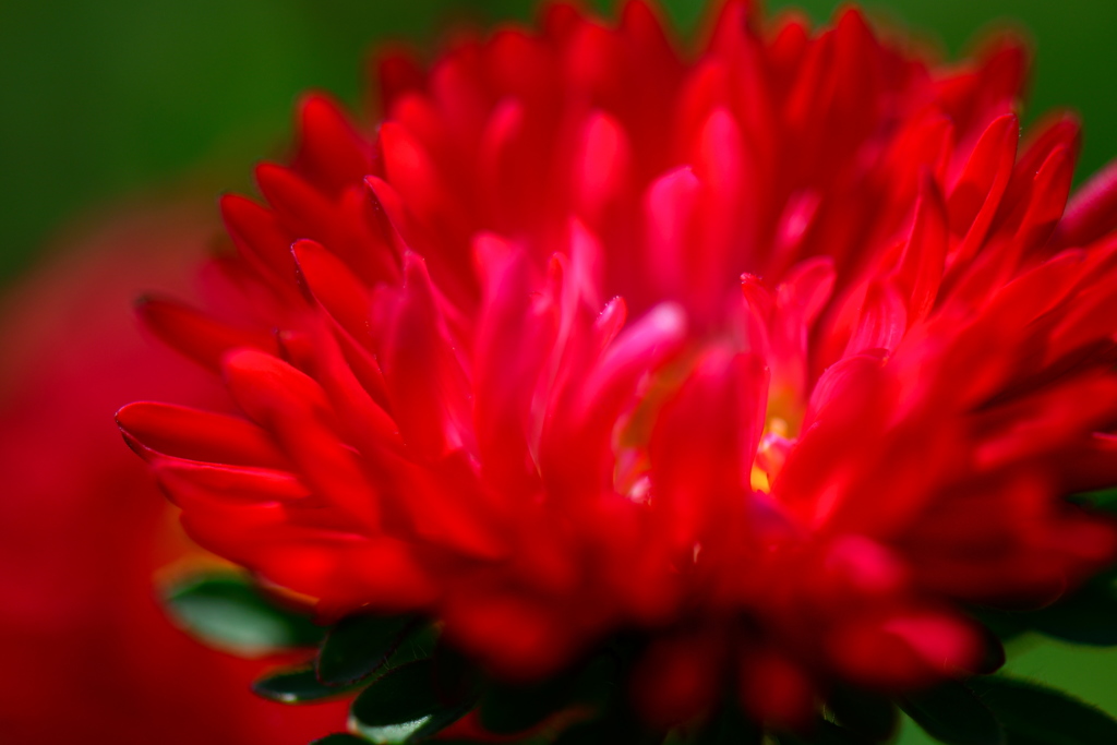 紅