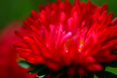 紅