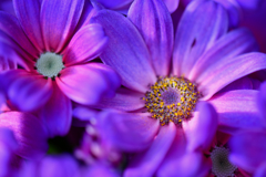 Purple sun