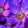 Purple sun