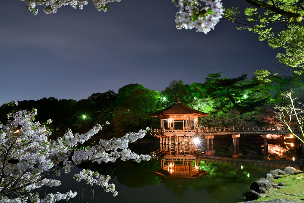 夜桜堂