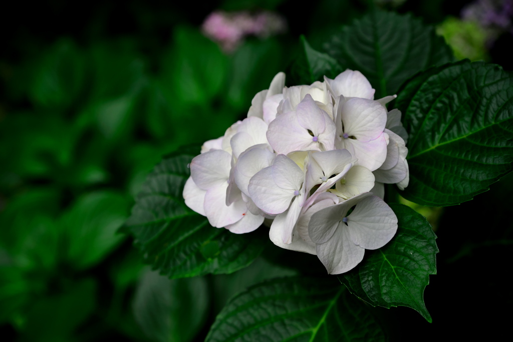 日陰の花