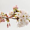 さくら