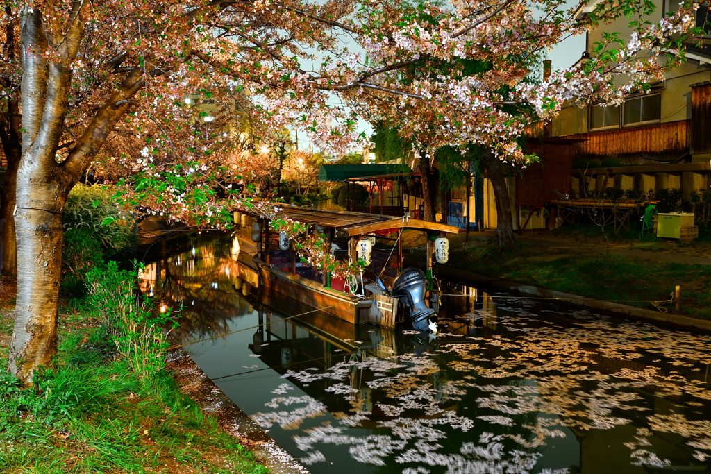 伏見夜景_花筏