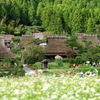 かやぶきと蕎麦の花