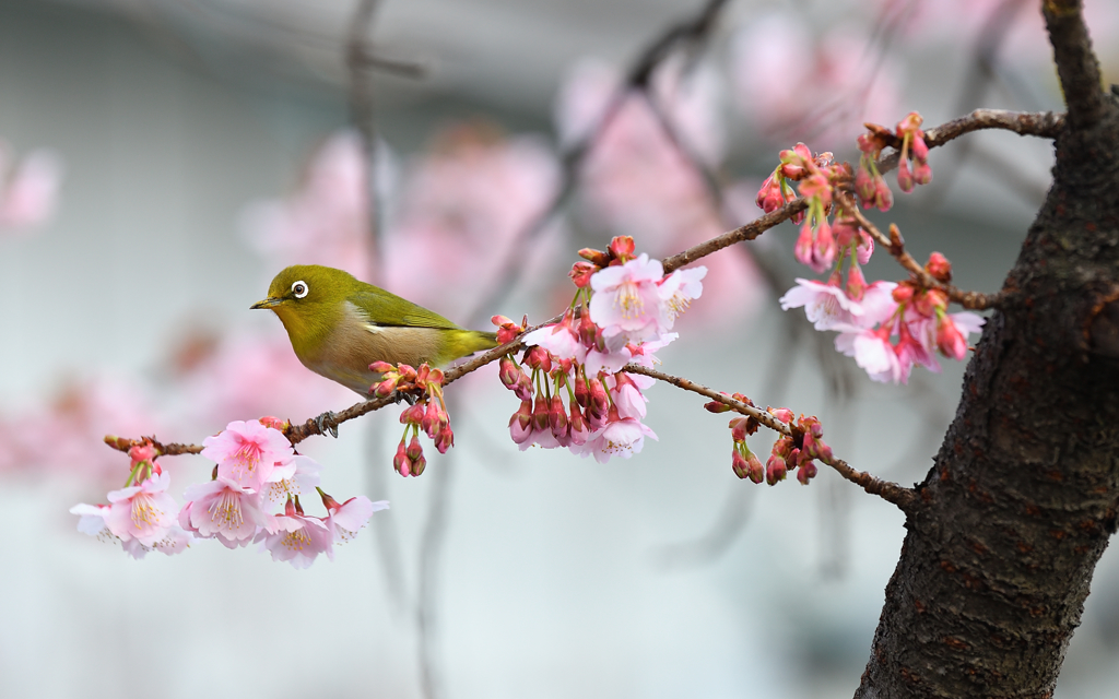 初桜