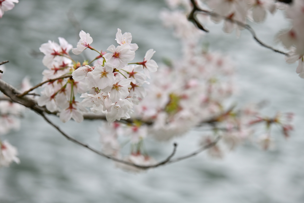 桜川