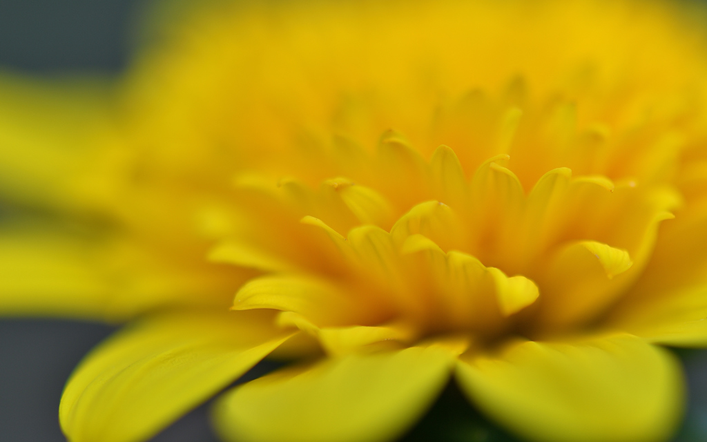 Yellow petal